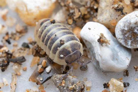 Armadillidium Vulgare Armadillidium Vulgare Flickr