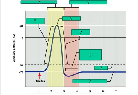 membrane potential Diagram | Quizlet