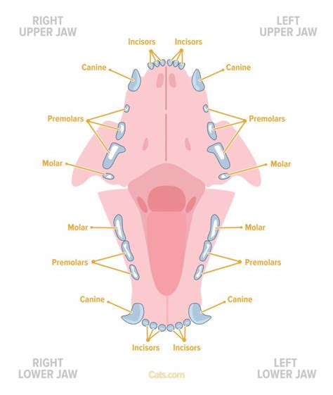 Cat Anatomy Guide - Cats.com