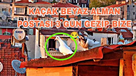 ÇİLGİN KAÇAK BEYAZ ALMAN POSTASİ 3 GÜN GEZİP BİZE GELDİ İŞTE AKİL İŞTE