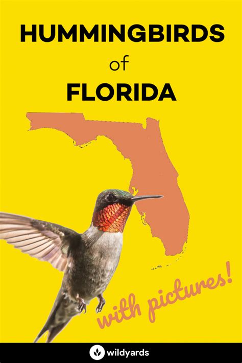 All 9 Amazing Hummingbirds in Florida [With Pictures]