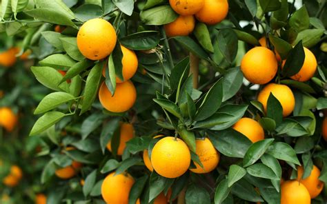 Arbol De Naranjas