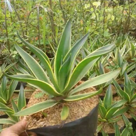 Jual Bibit Tanaman Hias Agave Tanaman Siklok Shopee Indonesia