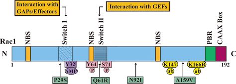 Frontiers Rac A Potential Target For Tumor Therapy