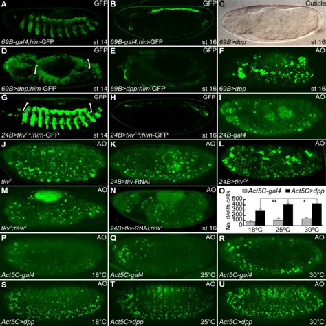 Ectopic Dpp Signaling Induces Apoptosis A Him Gfp Reporter Is