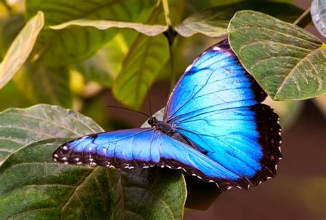 Morpho Helenor