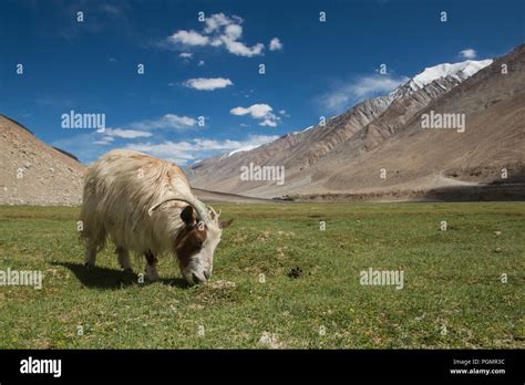 Ladakh inde himalayas montagnes Banque de photographies et dimages à