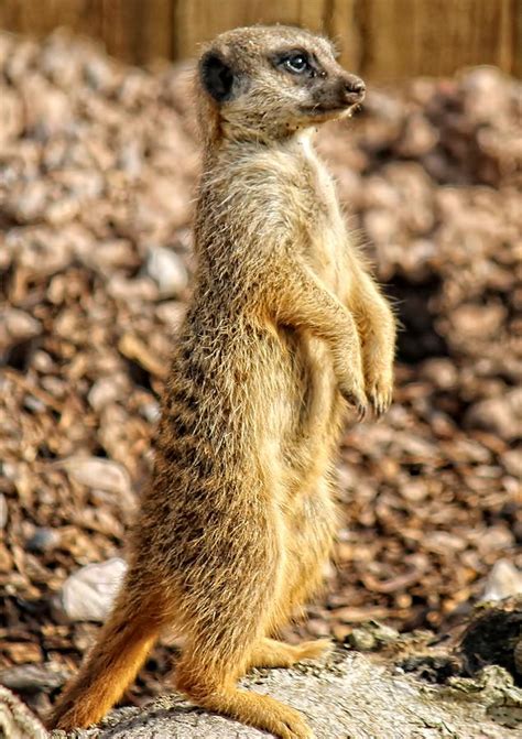 Meerkat Simples Photograph by David Warner - Fine Art America