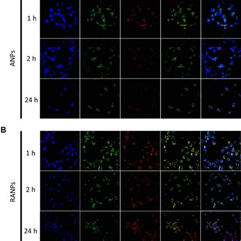 Representative Confocal Images Of B16F10 Cells Incubated With Coumarin