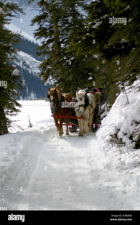 Horse drawn sleigh Stock Photo - Alamy