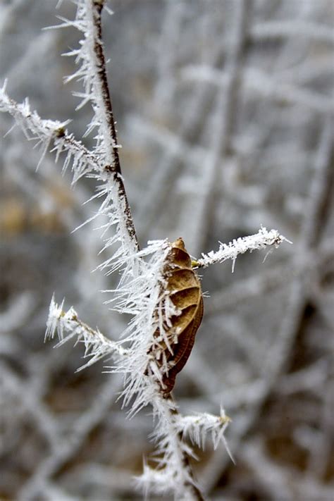 Nature Brina Winter - Free photo on Pixabay