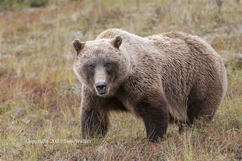 Alaska Bear Photos | Tom Walker Photography