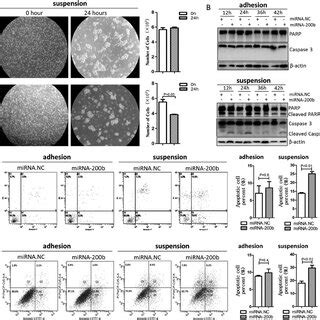 Mirna B Promotes Cell Anoikis A Mda Mb Cells Grown Under