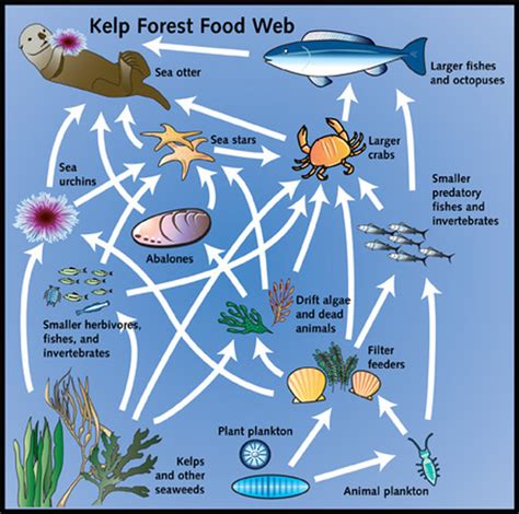 The california kelp forest - Food web