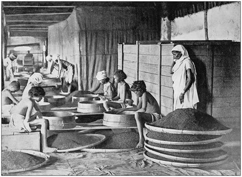 Indian Migration And Indentured Labour The British Empire KS3