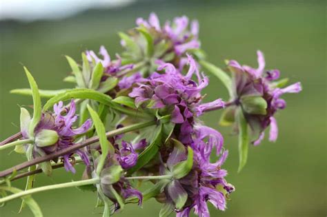 How To Grow Bergamot Monarda Planting And Care Farmhouse And Blooms