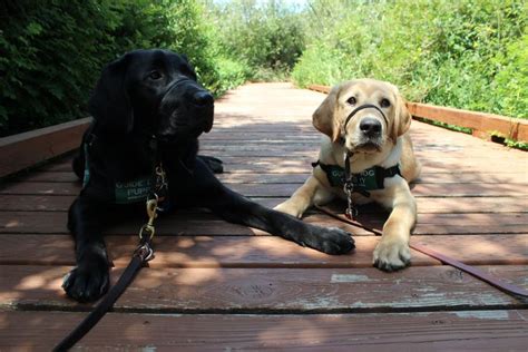 Gabe Gdb Puppy In Training 9 Months Laying Next To Him Is 5 Month