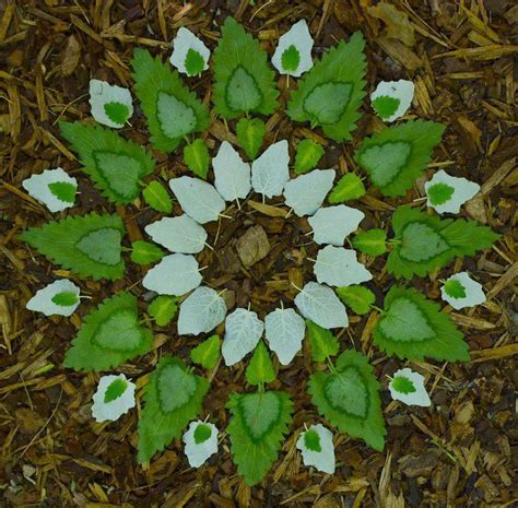 Andy Goldsworthy style | Nature mandala, Flower mandala, Flower art