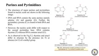 Purines metabolism.pptx