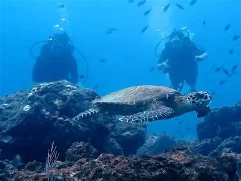 Tortuga Island Scuba Diving From Montezuma Costa Rica