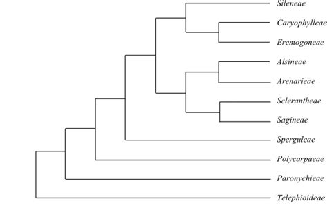 CARYOPHYLLALES Perleb Main Tree, Synapomorphies