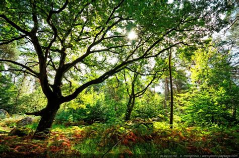 Forêt de Fontainebleau Un chêne majestueux dans la forêt de