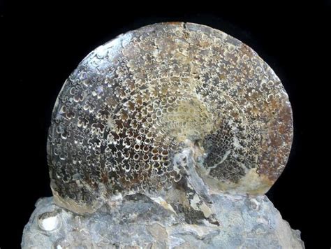 36 Sphenodiscus Ammonites With Gorgeous Sutures Sd 77849 For