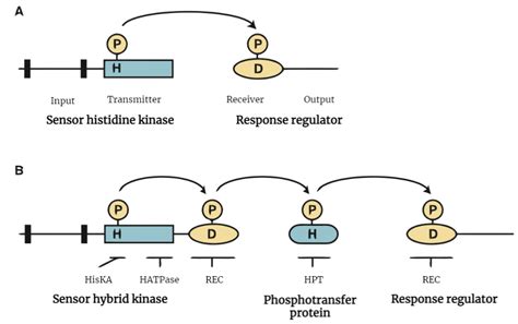 Two Component Systems In Plants Rethink Biology Notes Botany