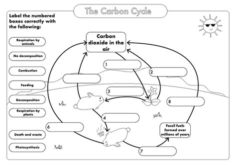 Gcse Carbon Cycle A4 Poster To Label By Beckystoke Teaching Resources Tes