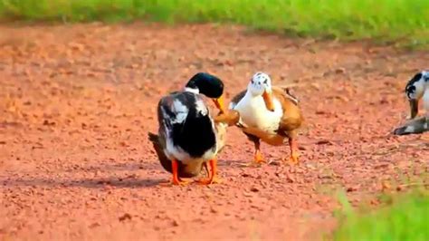 Duck Mating Group Youtube