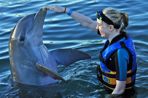 Dolphin Swim In Cabo Mexico What S It Like