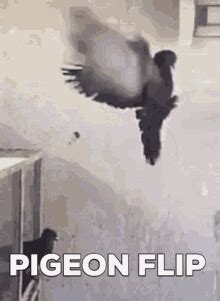 Pigeon Backflip Pigeon Flip GIF - Pigeon Backflip Pigeon Flip Pigeon ...