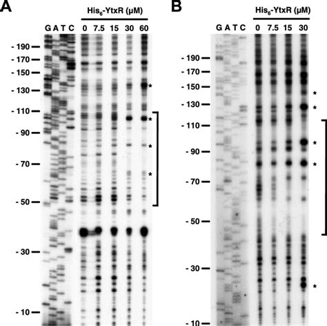 Dnase I Footprint Analysis Of The Ytxa And Ytxr Control Regions