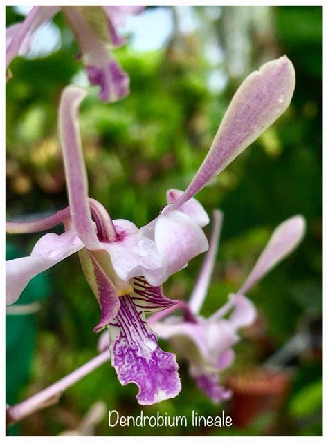 Dendrobium Lineale Orchid Information