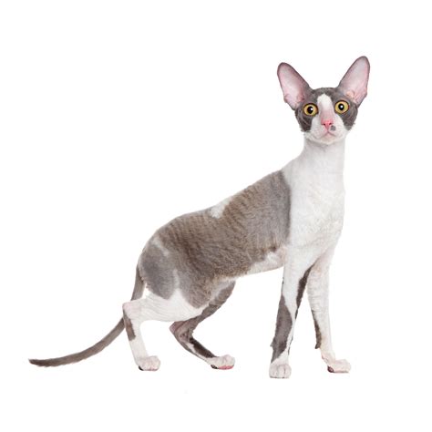 Cornish Rex Cat Breed Information Cornish Rex Cat Characteristics Grooming Temperament Breed