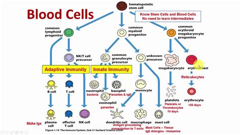 Blood Plasma Diagram