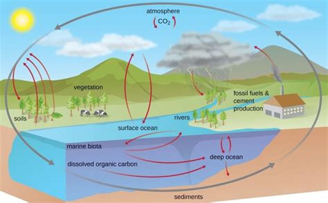 Carbon Cycle: Steps, Examples, Significance, Human Impacts