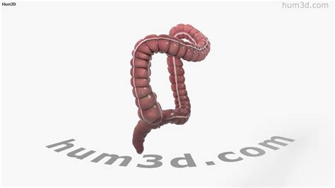 360 View Of Human Large Intestine 3D Model 3DModels Store