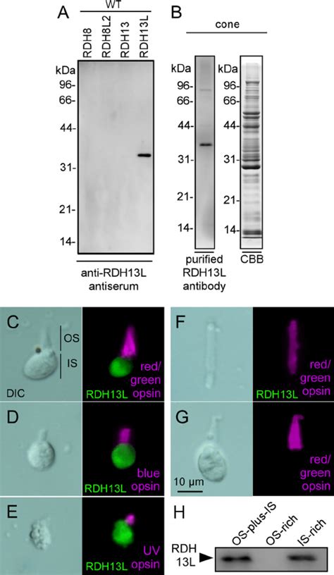 Specificity Of Anti RDH13L Antiserum And That Of Purified Anti RDH13L