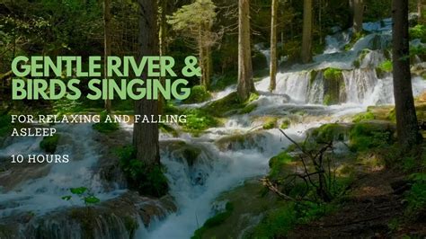 River Sounds And Birds In Forest To Sleep Better Relax And Study