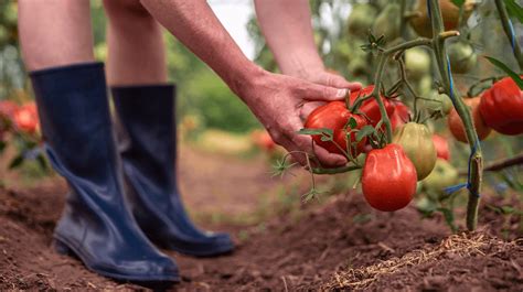 How To Start Tomato Farming For Profit