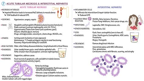 Pathology Acute Tubular Necrosis Interstitial Nephritis Ditki