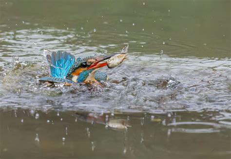 Stephen Burch S Birding Dragonfly Website Kingfisher