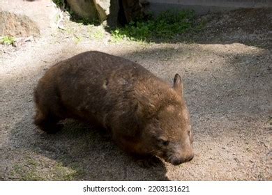 Wombat Marsupial That Lives Burrows Under Stock Photo 2203131621 ...