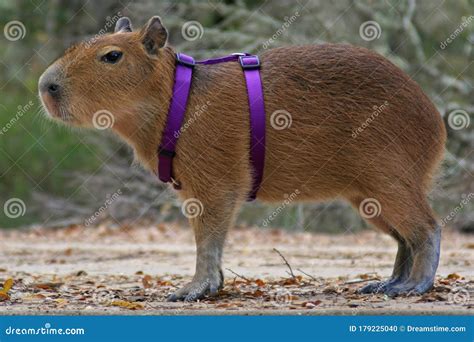 Pet Baby Capybara Going on a Walk in His Harness Stock Photo - Image of ...