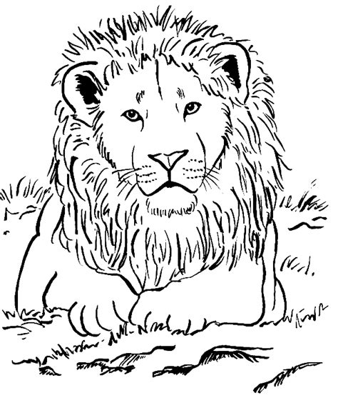 Coloring Pages Of Realistic Lions