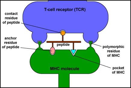 BIOL 230 Lecture Guide TCR Binding To MHC Peptide