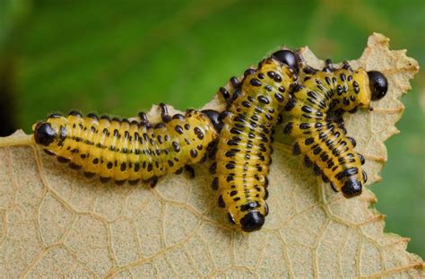 Sawfly defense chemicals translated into creepy sounds - Earth.com