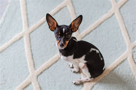 Cada Cachorro Que Lamba Sua 5