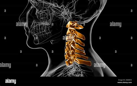 Human Skeleton Vertebral Column Cervical Vertebrae Anatomy 3D